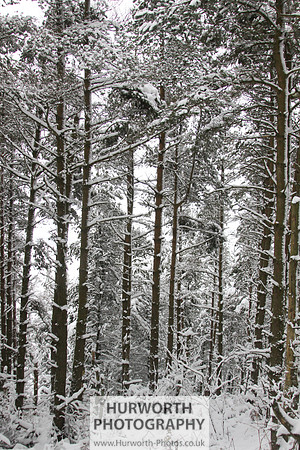 Snow 019