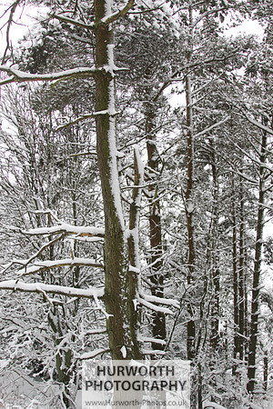 Snow 020