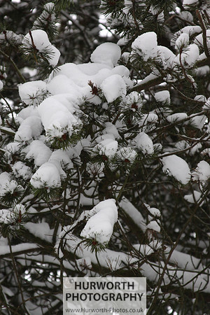 Snow 024