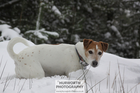 Snow 037