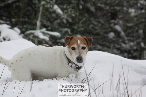 Snow 038