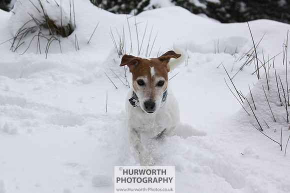 Snow 039