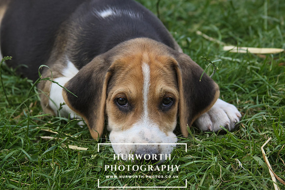 Hurworth Hound Pups 001