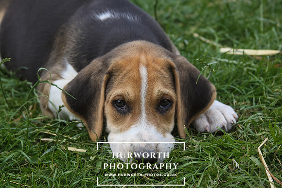 Hurworth Hound Pups 002