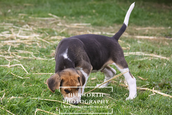 Hurworth Hound Pups 003