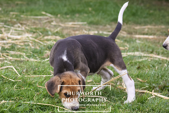 Hurworth Hound Pups 004