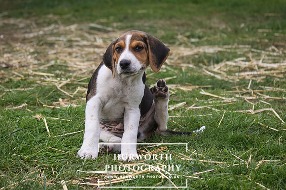 Hurworth Hound Pups 005