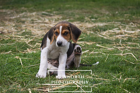Hurworth Hound Pups 006