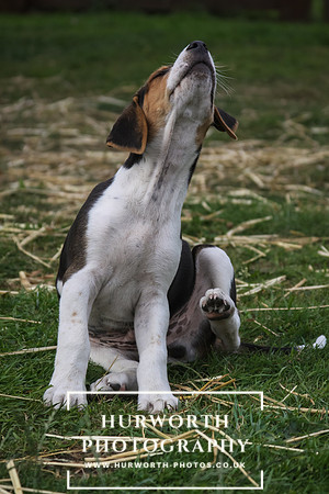 Hurworth Hound Pups 007