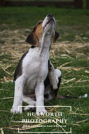 Hurworth Hound Pups 008