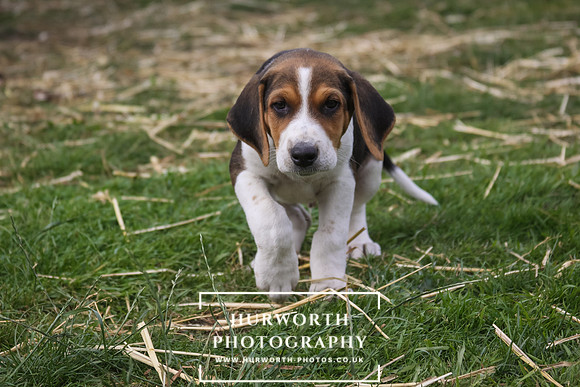 Hurworth Hound Pups 009