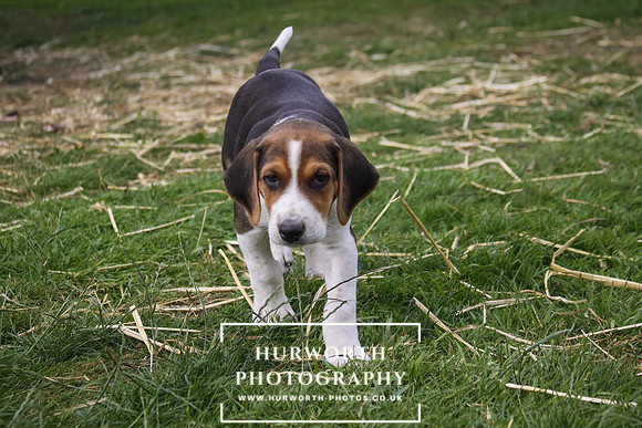 Hurworth Hound Pups 010