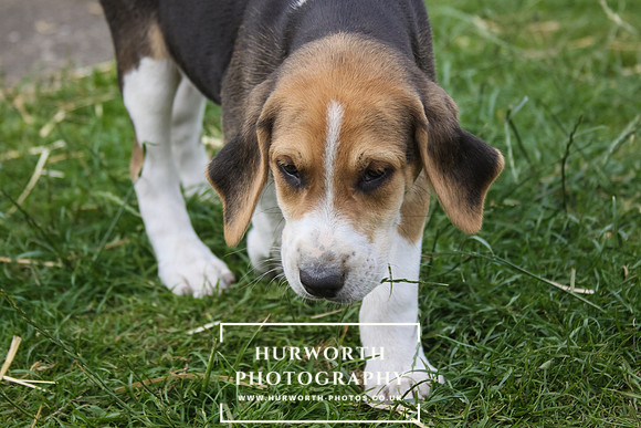 Hurworth Hound Pups 011