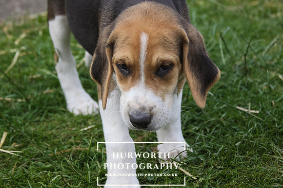 Hurworth Hound Pups 012