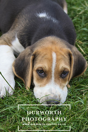 Hurworth Hound Pups 013