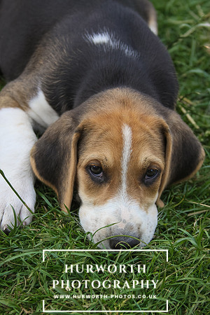 Hurworth Hound Pups 014