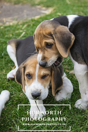 Hurworth Hound Pups 015