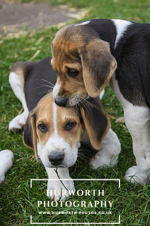 Hurworth Hound Pups 016