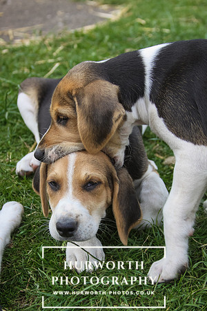 Hurworth Hound Pups 017