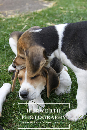 Hurworth Hound Pups 018