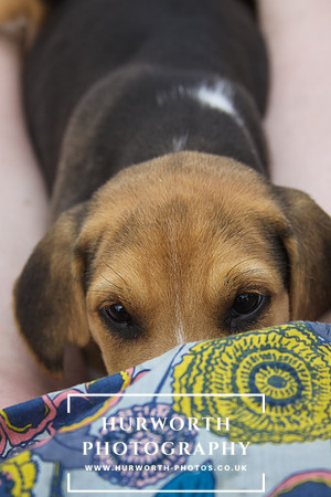 Hurworth Hound Pups 019