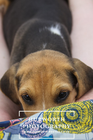 Hurworth Hound Pups 020