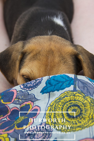 Hurworth Hound Pups 021