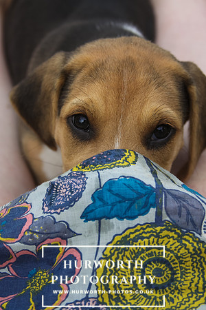 Hurworth Hound Pups 022