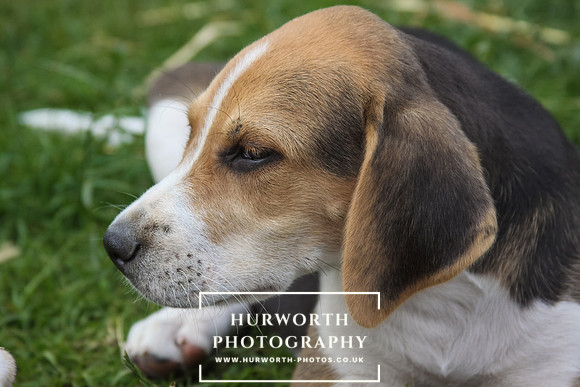 Hurworth Hound Pups 023