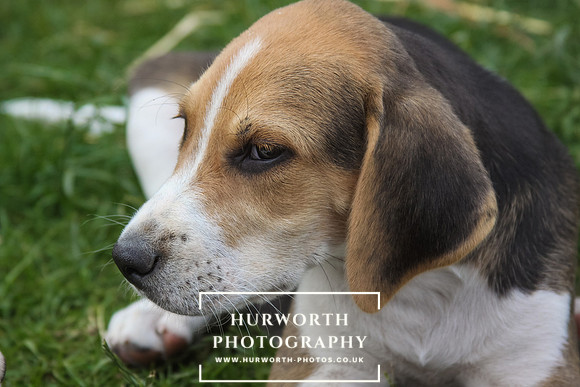 Hurworth Hound Pups 024