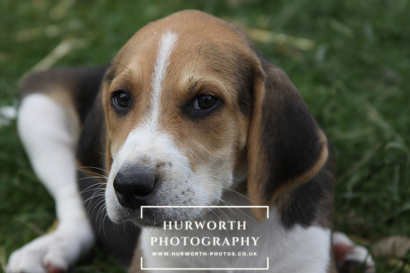 Hurworth Hound Pups 025