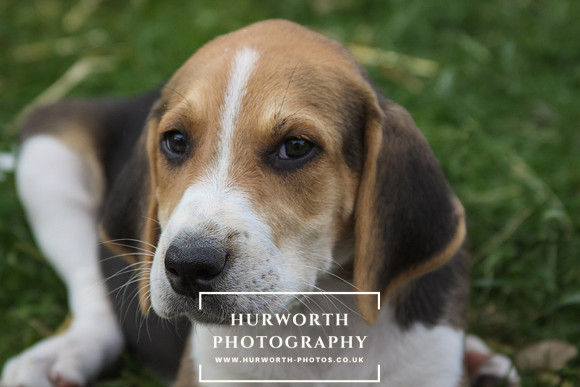 Hurworth Hound Pups 026