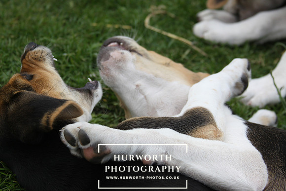 Hurworth Hound Pups 027