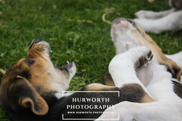 Hurworth Hound Pups 028