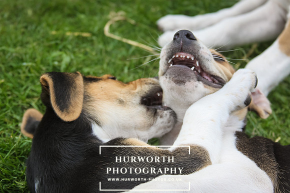 Hurworth Hound Pups 029