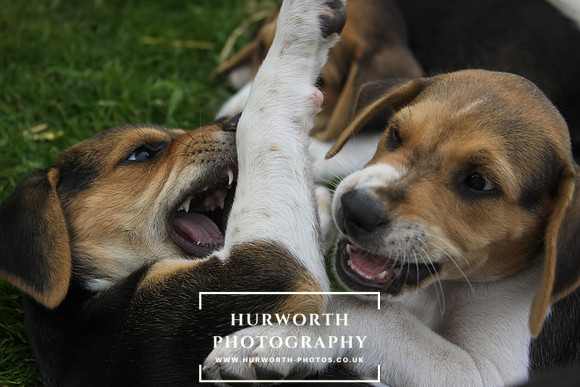 Hurworth Hound Pups 030