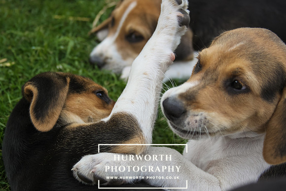 Hurworth Hound Pups 031