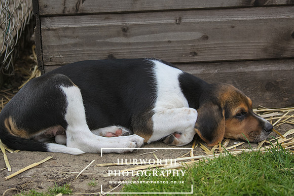 Hurworth Hound Pups 032