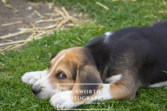 Hurworth Hound Pups 033