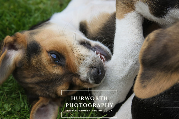 Hurworth Hound Pups 034