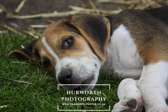 Hurworth Hound Pups 035