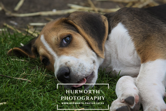 Hurworth Hound Pups 036