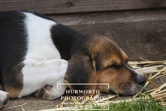 Hurworth Hound Pups 037