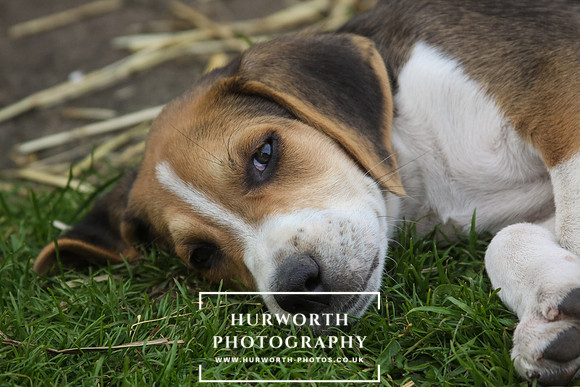 Hurworth Hound Pups 038