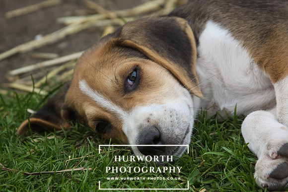 Hurworth Hound Pups 039