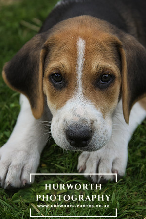 Hurworth Hound Pups 040