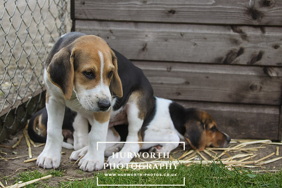 Hurworth Hound Pups 041