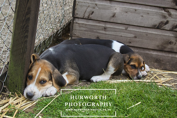 Hurworth Hound Pups 042