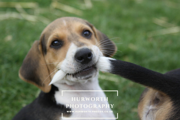 Hurworth Hound Pups 043