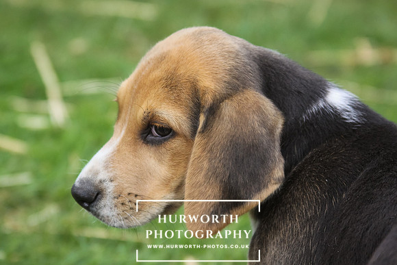 Hurworth Hound Pups 044